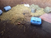 Bunnies winter home..
