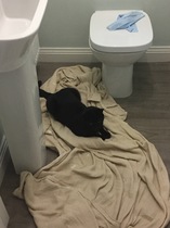 Happy International Cat Day!
