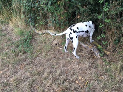 Please help, what are the vets & hospital not seeing?