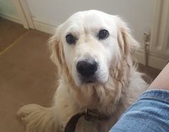 To think Mumsnet don’t approve of any dog?