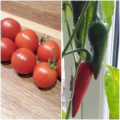 Allotment?Veg Patch Thread 13! Are we weathering the weather?