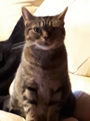 Tabby appreciation thread (with pics)