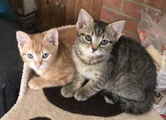Letting cats outside