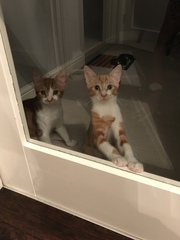 I just love my cat babies!!