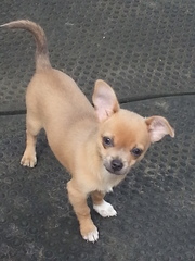 Is my dog the cutest??