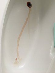 Help solve the mystery of the bloody bath.