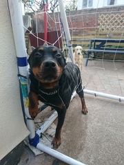 Funny pets