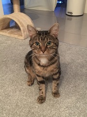 I want to show off my cat please