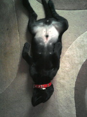 Is my dog the cutest??