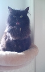 Happy International Cat Day!