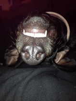 To think Mumsnet don’t approve of any dog?
