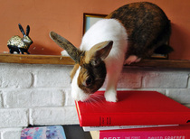 Show me your bunny set ups!