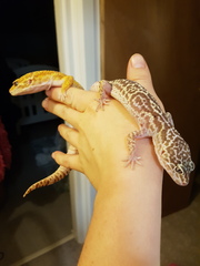 Reptiles/exotics anyone?