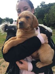 Lab puppy coming home at the weekend! What have we forgotten?