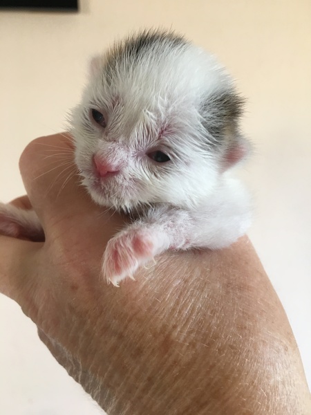 To think my new kitten is far too Cute?