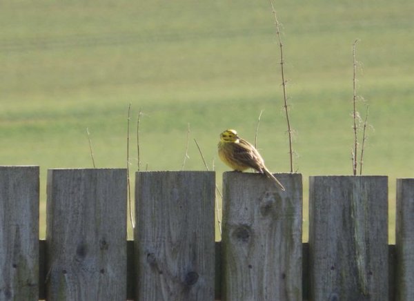 Westminstenders: Operation Yellowhammer 1q