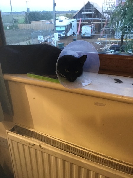 Cat with cone of shame under house arrest !