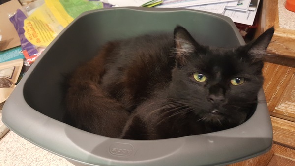 What's your DCat up to today? (Thread 7!)