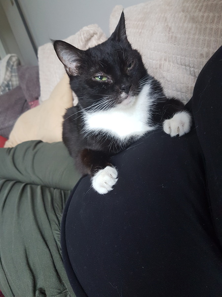 Anyone else really love their cat?