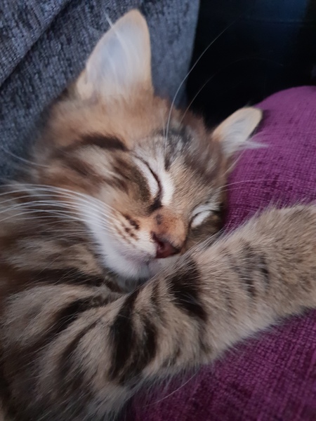 To think my new kitten is far too Cute?
