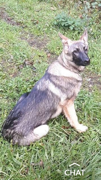 Tell me about your German Shepherds