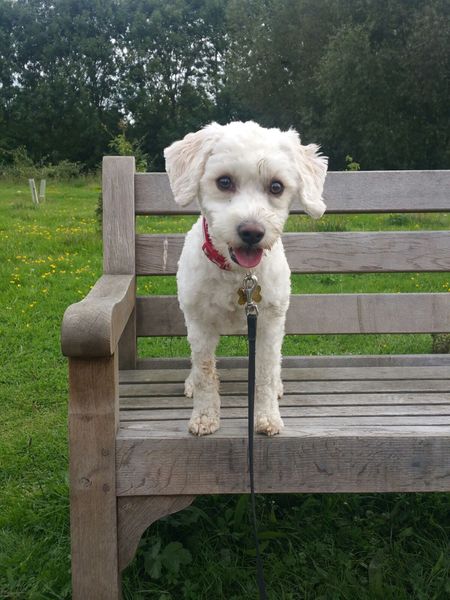 That one thing your dog does that makes you smile .