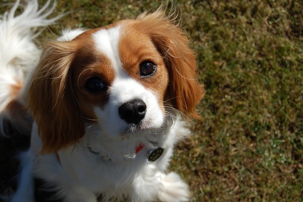 That one thing your dog does that makes you smile .