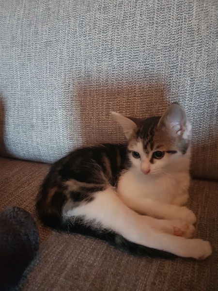 I brought my new kitty home tonight.