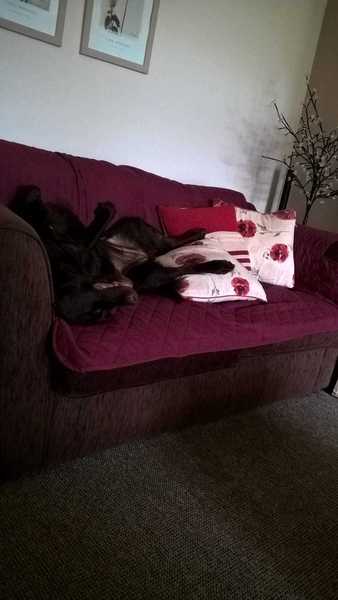 Have you ever seen a dog more comfortable?