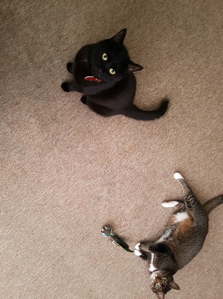 To ask you to help me name my cat?