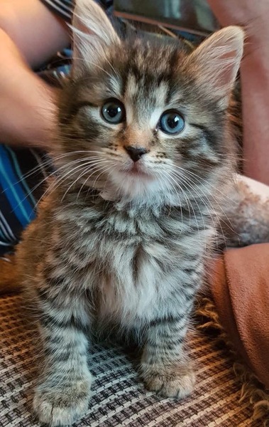 Because you love a kitten pic....