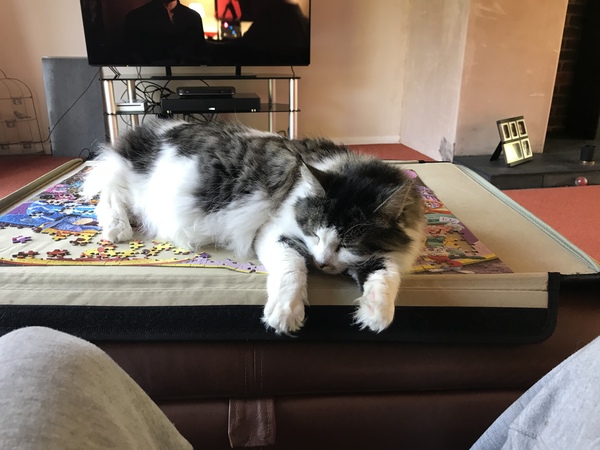 Please don't forget the older cats.