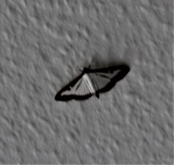 Butterfly or Month?