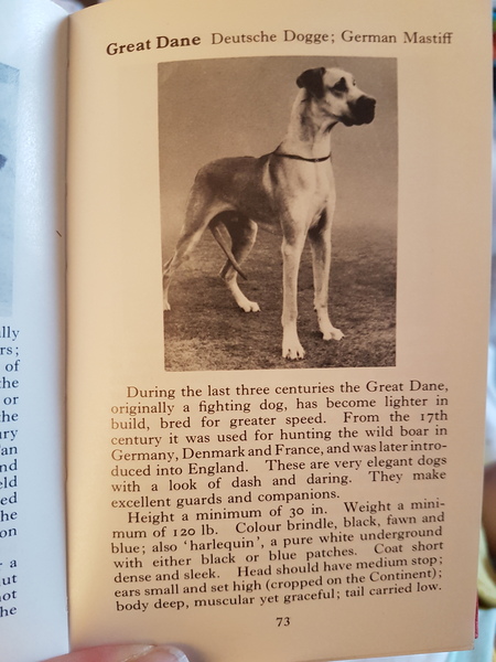 To have fallen in love with Staffies?