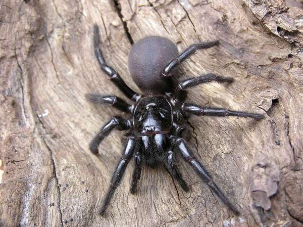 First big spider of the year - AIBU to show you the photo