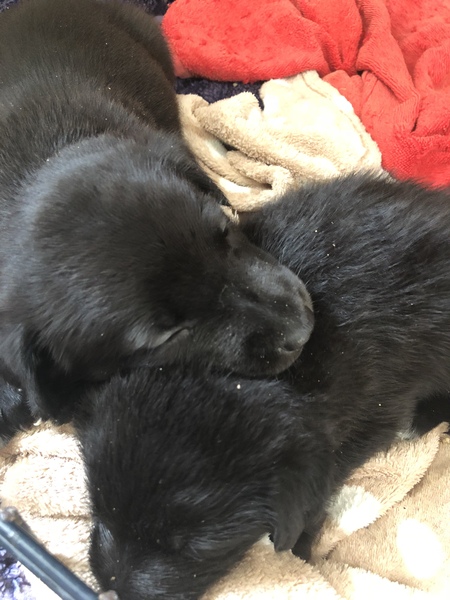 Foster pups