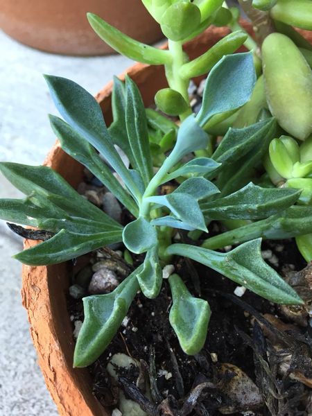 succulent identification - no picture ,sorry