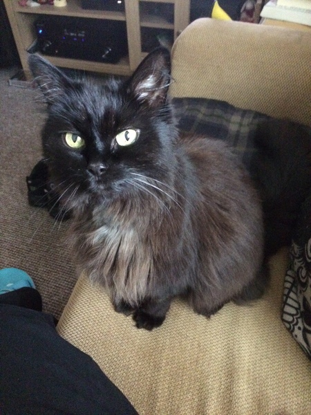 Cat personality