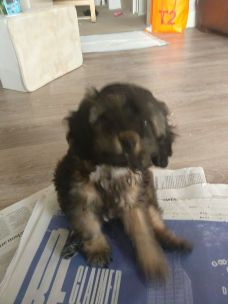 I ordered a puppy but I think they sent a land shark :/ How to stop the constant biting??