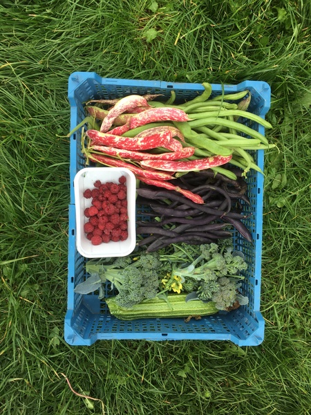 Allotment?Veg Patch Thread 13! Are we weathering the weather?