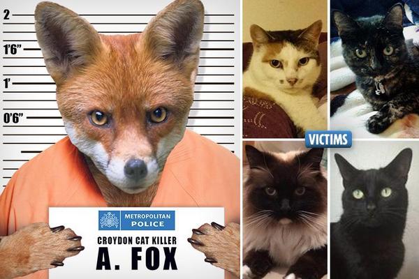 To think that the idea that the Croydon Cat killer is actually a Fox is a load of b*ll**cks