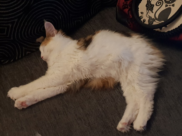 To think my new kitten is far too Cute?