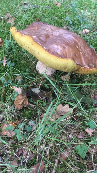 Can anyone identify this mushroom?