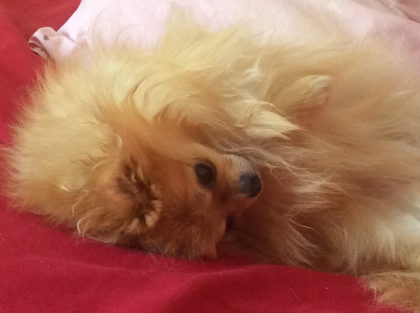 That one thing your dog does that makes you smile .
