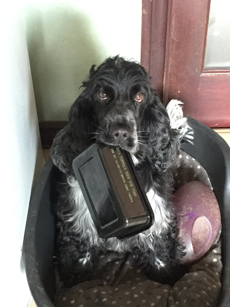 Show or working cocker?
