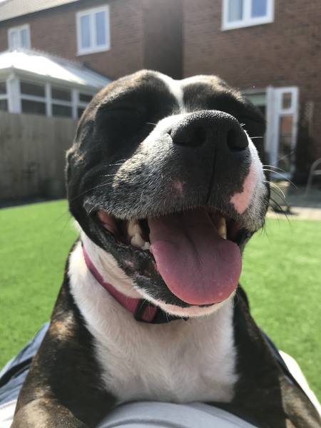 To have fallen in love with Staffies?