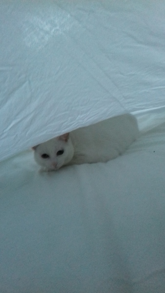 What's your DCat up to today? (Thread 7!)