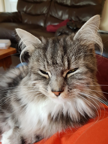 Ear floofs