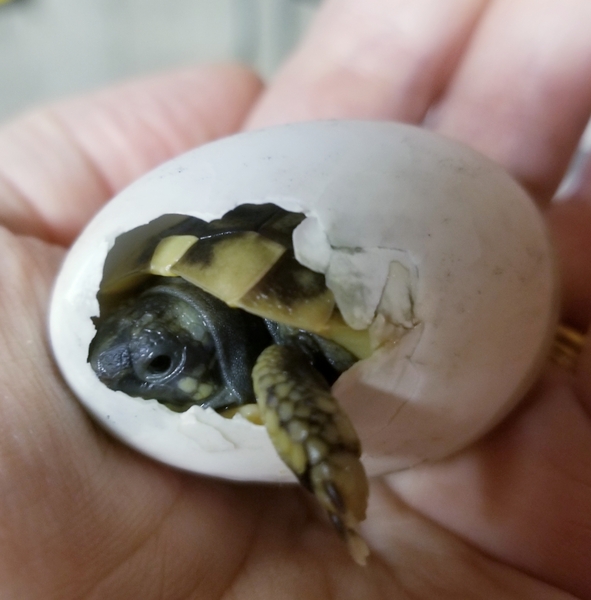 Reptiles/exotics anyone?