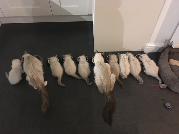 Who wants their daily kitten fix?